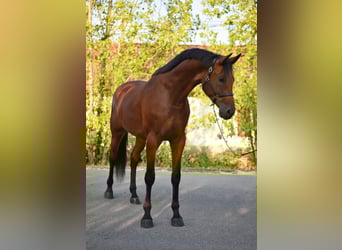 KWPN, Wałach, 4 lat, 170 cm, Gniada