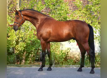 KWPN, Wałach, 4 lat, 170 cm, Gniada