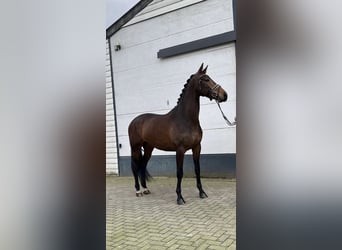 KWPN, Wałach, 4 lat, 170 cm, Gniada