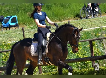 KWPN, Wałach, 4 lat, 170 cm, Gniada