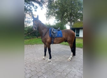 KWPN, Wałach, 4 lat, 170 cm, Gniada