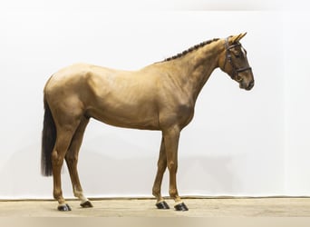 KWPN, Wałach, 4 lat, 170 cm, Kasztanowata