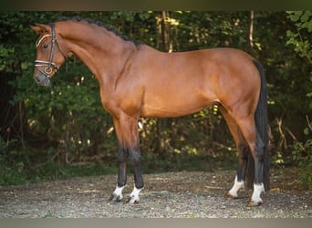KWPN, Wałach, 4 lat, 171 cm, Ciemnogniada