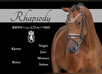 KWPN, Wałach, 4 lat, 171 cm, Ciemnogniada