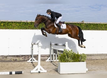 KWPN, Wałach, 4 lat, 172 cm, Ciemnogniada