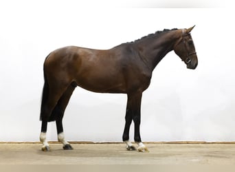 KWPN, Wałach, 4 lat, 172 cm, Ciemnogniada