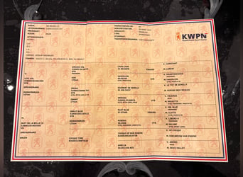 KWPN, Wałach, 4 lat, 172 cm, Gniada
