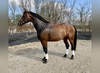 KWPN, Wałach, 4 lat, 172 cm, Gniada
