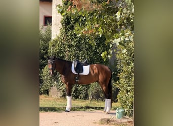 KWPN, Wałach, 4 lat, 172 cm, Gniada