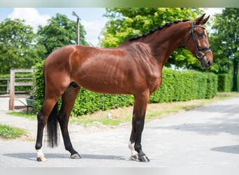KWPN, Wałach, 4 lat, 172 cm, Gniada