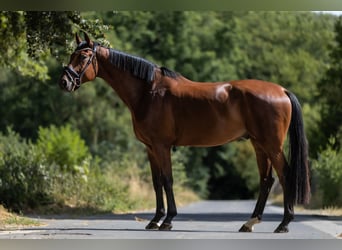 KWPN, Wałach, 4 lat, 172 cm, Gniada