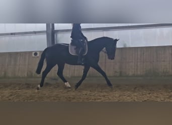 KWPN, Wałach, 4 lat, 172 cm, Skarogniada