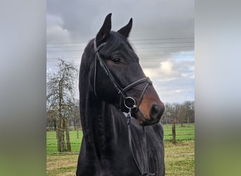 KWPN, Wałach, 4 lat, 172 cm, Skarogniada