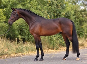 KWPN, Wałach, 4 lat, 173 cm, Ciemnogniada