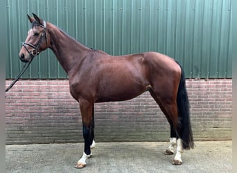 KWPN, Wałach, 4 lat, 173 cm, Gniada