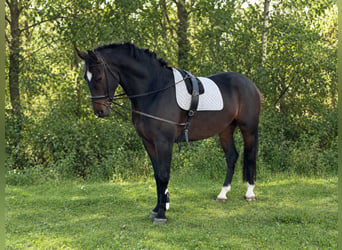KWPN, Wałach, 4 lat, 174 cm, Ciemnogniada