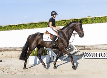 KWPN, Wałach, 4 lat, 174 cm, Skarogniada