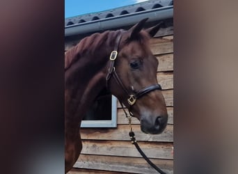 KWPN, Wałach, 4 lat, 175 cm, Ciemnokasztanowata