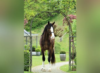 KWPN, Wałach, 4 lat, 176 cm, Gniada