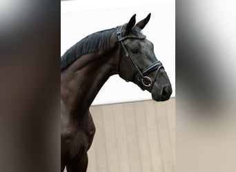 KWPN, Wałach, 4 lat, 178 cm, Kara