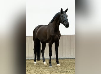 KWPN, Wałach, 4 lat, 178 cm, Kara