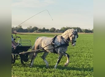 KWPN, Wałach, 5 lat, 155 cm, Siwa