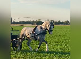KWPN, Wałach, 5 lat, 155 cm, Siwa