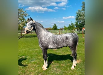 KWPN, Wałach, 5 lat, 158 cm, Siwa