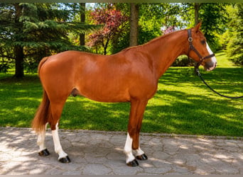 KWPN, Wałach, 5 lat, 160 cm, Kasztanowata