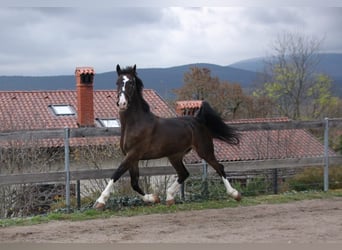 KWPN, Wałach, 5 lat, 163 cm, Ciemnogniada