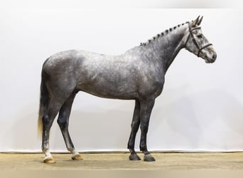 KWPN, Wałach, 5 lat, 163 cm, Siwa