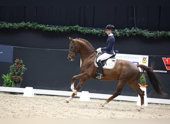 KWPN, Wałach, 5 lat, 165 cm, Gniada