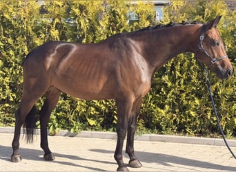 KWPN, Wałach, 5 lat, 165 cm, Gniada