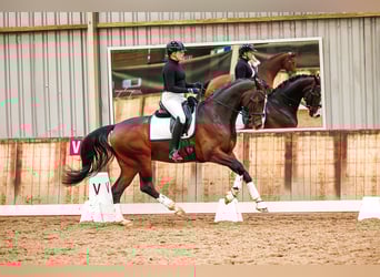 KWPN, Wałach, 5 lat, 165 cm, Gniada