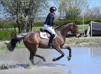 KWPN, Wałach, 5 lat, 165 cm, Gniada