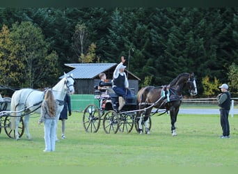 KWPN, Wałach, 5 lat, 165 cm, Gniada