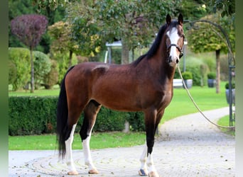 KWPN, Wałach, 5 lat, 165 cm, Gniada