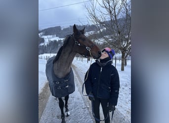 KWPN, Wałach, 5 lat, 165 cm