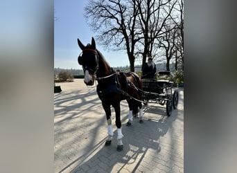 KWPN, Wałach, 5 lat, 166 cm, Ciemnogniada