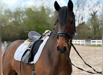 KWPN, Wałach, 5 lat, 167 cm, Ciemnogniada