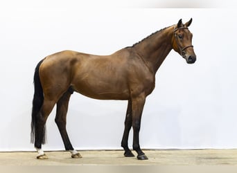 KWPN, Wałach, 5 lat, 167 cm, Gniada