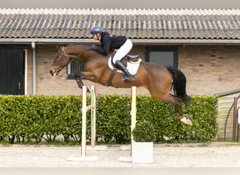 KWPN, Wałach, 5 lat, 167 cm, Gniada