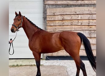 KWPN, Wałach, 5 lat, 167 cm, Gniada