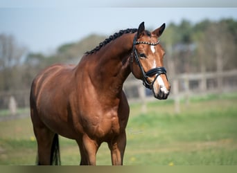 KWPN, Wałach, 5 lat, 167 cm, Jasnogniada