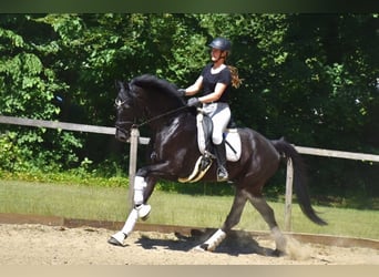 KWPN, Wałach, 5 lat, 167 cm, Kara