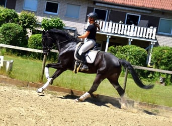 KWPN, Wałach, 5 lat, 167 cm, Kara