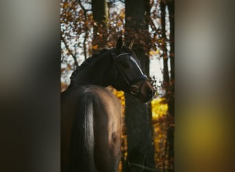 KWPN, Wałach, 5 lat, 167 cm, Skarogniada