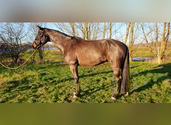 KWPN, Wałach, 5 lat, 167 cm, Skarogniada