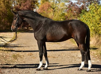 KWPN, Wałach, 5 lat, 168 cm, Ciemnogniada