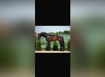 KWPN, Wałach, 5 lat, 168 cm, Ciemnogniada